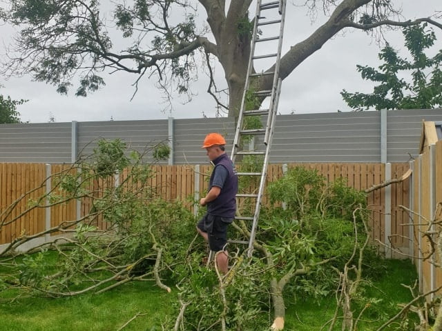 Garden Maintenance Services, Tree Pruning, Tree Topping, Hedge Services